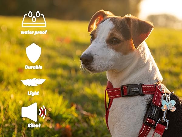 dog tag