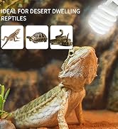reptile bulb
