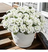 Roberly 6 Pcs Artificial Flowers for Outdoors, White Fake Geranium Flowers UV Resistant Realistic...