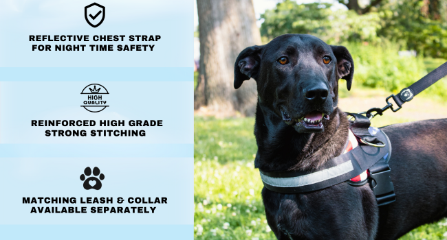 dog harness for small Boston terriers