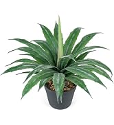 Velener Artificial Agave Plant in Black Pot with Real Stone Pebbles, Large Fake Agave Plants with...