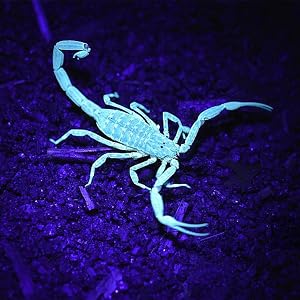 SCORPION FINDER