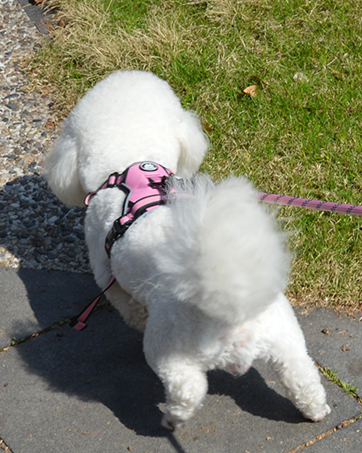 dog harness