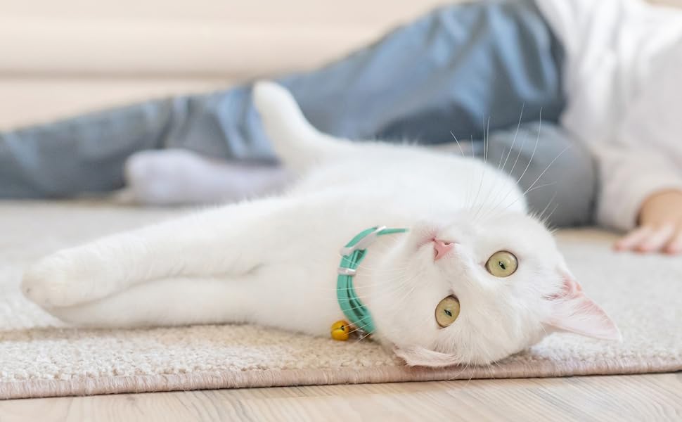 a cat looking at the camera