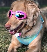 dog glasses