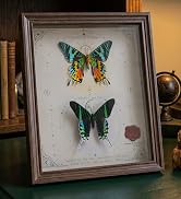 butterfly wall decor