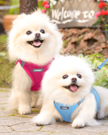 dog harness