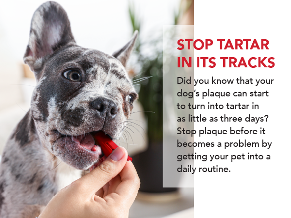 Remove dog tartar and plaque