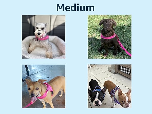 small dog harness