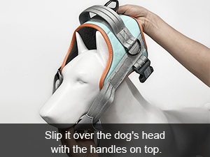 dog harness