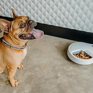 Smiling dog enjoying Cat Mate C300