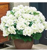 SITUMEIZI Artificial Geranium Flowers for Outdoors Geranium Silk White Flower Outdoor Garden Plan...
