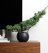 black home decor planter plant house apratment man