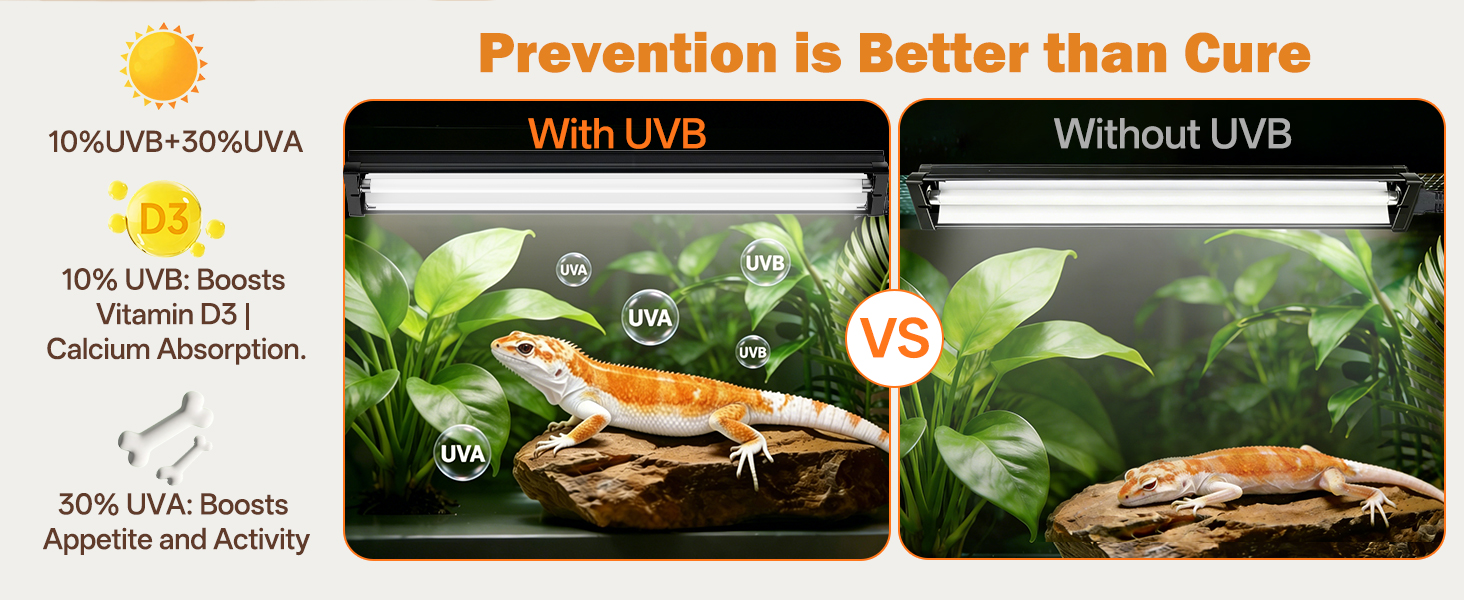 UVB Reptile Light can Vitamin D3 synthesis, calcium absorption, Metabolic Bone Disease prevention