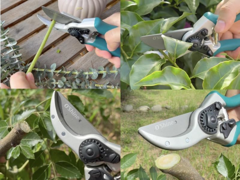Bypass pruning shears making razor sharp clean cut on green branch for healthy garden growth