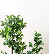 fake fern