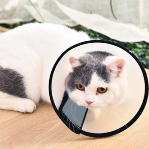 small dog cone