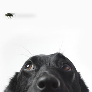 Dog looking at a fly
