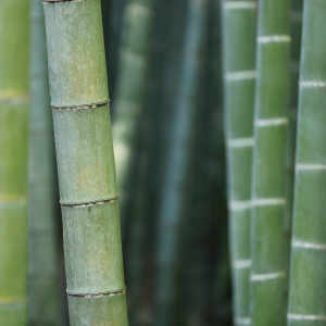 Baby Bamboo Toothbrush by Wild & Stone - Sustainable MOSO Bamboo