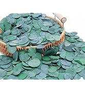 3200+ Preserved Real Eucalyptus Leaves Small, Natural Bulk Eucalyptus, Wedding...