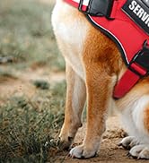 service dog intraining vest red