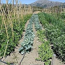 Garden soaker hose
