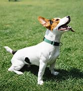 AUDWUD Thick Nylon Collar, Classic Adjustable Dog Collar in Multiple Colors, Suitable for Small, ...