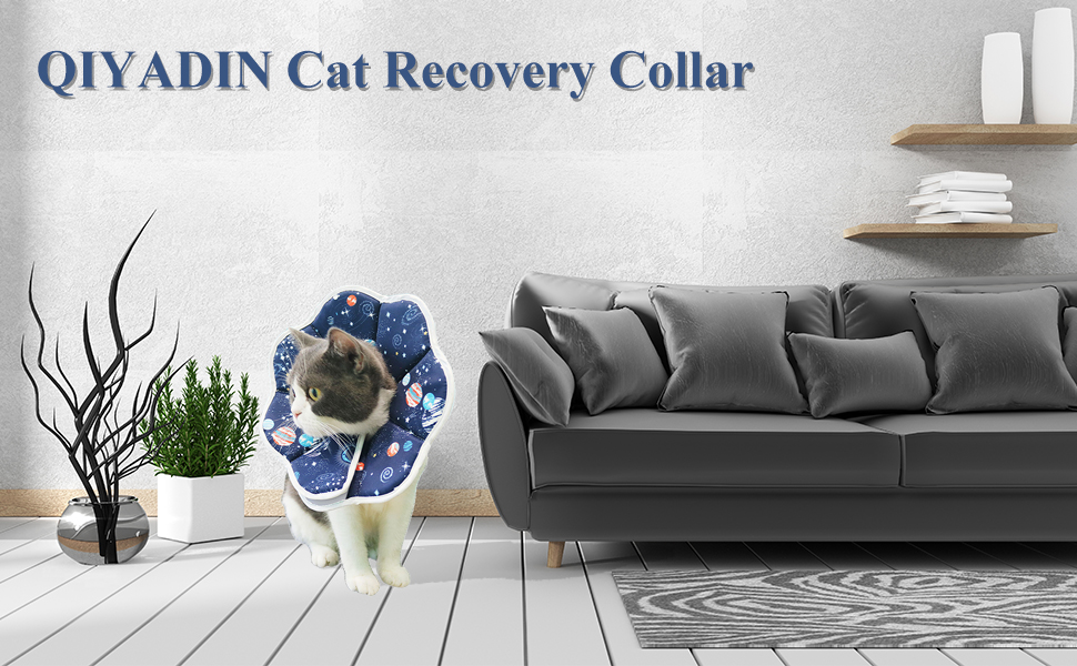 cat recovery collar 1