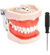 ZENFUN Standard Dental Typodont Model, Demonstration Teeth Model, Dental Model with 28Pcs Screw-i...