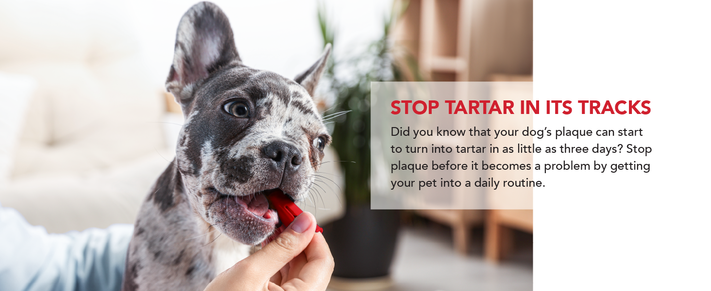 Remove dog tartar and plaque