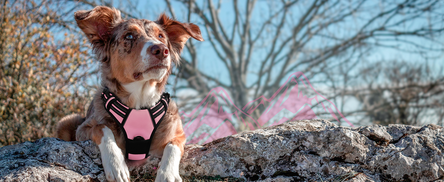 dog harness