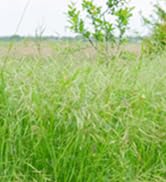 weed wacker cordless