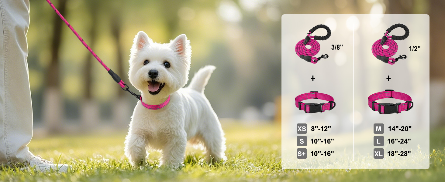 dog collar and leash set