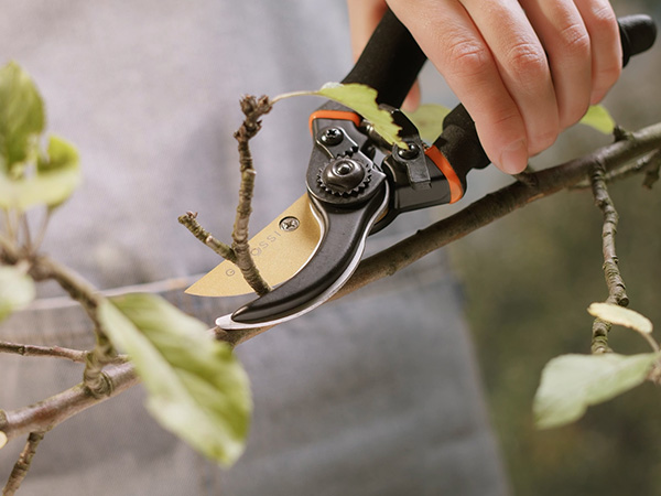 Tree Triming