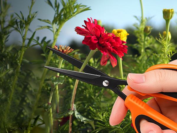 garden scissors