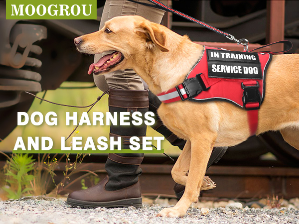 red dog harness and leash set