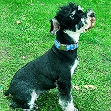 dog collar