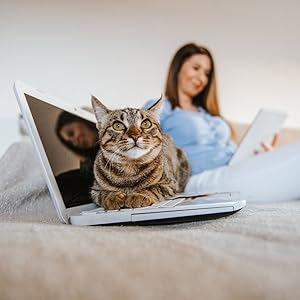 cat toy