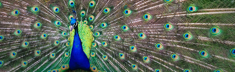 pik