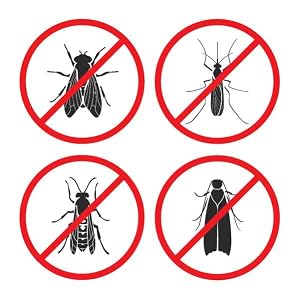 mosquito