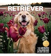 2026 Wall Calendar Golden Retriever Planner Calendar, Hangable Monthly Wall Calendar with Large B...