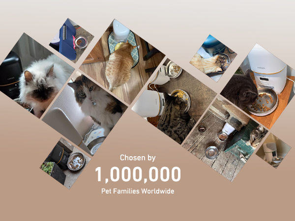 automatic cat feeder buyer show