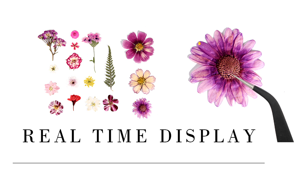 dried flowers for crafts