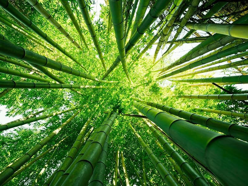 Sun shining through a bamboo forest.