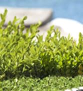 hedge trimmer cordless