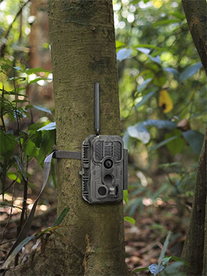 deer camera