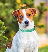 dog collar
