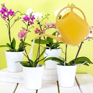 Watering Can