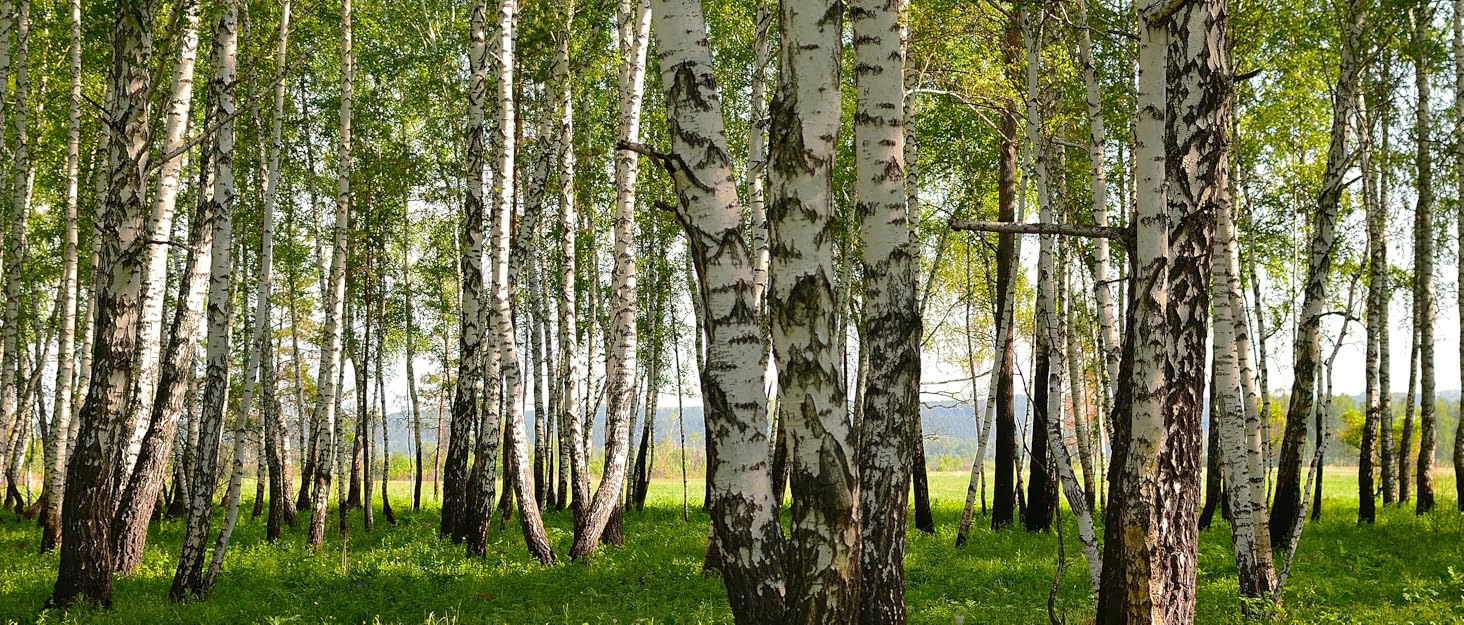Birch-main-story