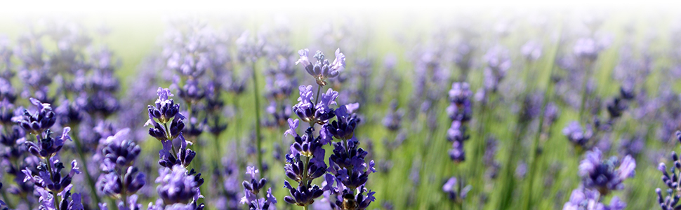 dried lavender